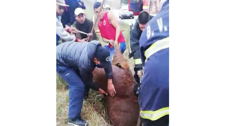 Rescataron a caballo que cayó en un pozo